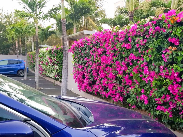 Bougainvillea wall